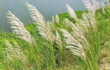 ছুটিবারে ঘুরে আসুন কাশফুলে-আনোয়ার হোসেন মিছবাহ্