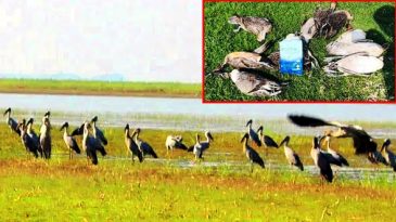 সিলেটের হাকালুকি হাওর বিলে কমছে অতিথি পাখি, পর্যটকরা হতাশ